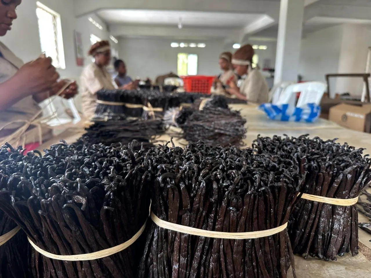 SAVA region vanilla plantation · Sambava